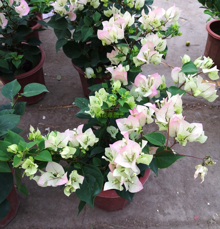三角梅簕杜鹃盆栽阳台爬藤花卉攀援花卉植物颜色多样容易成活