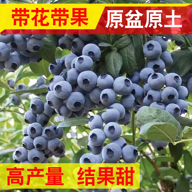 大蓝莓树图片