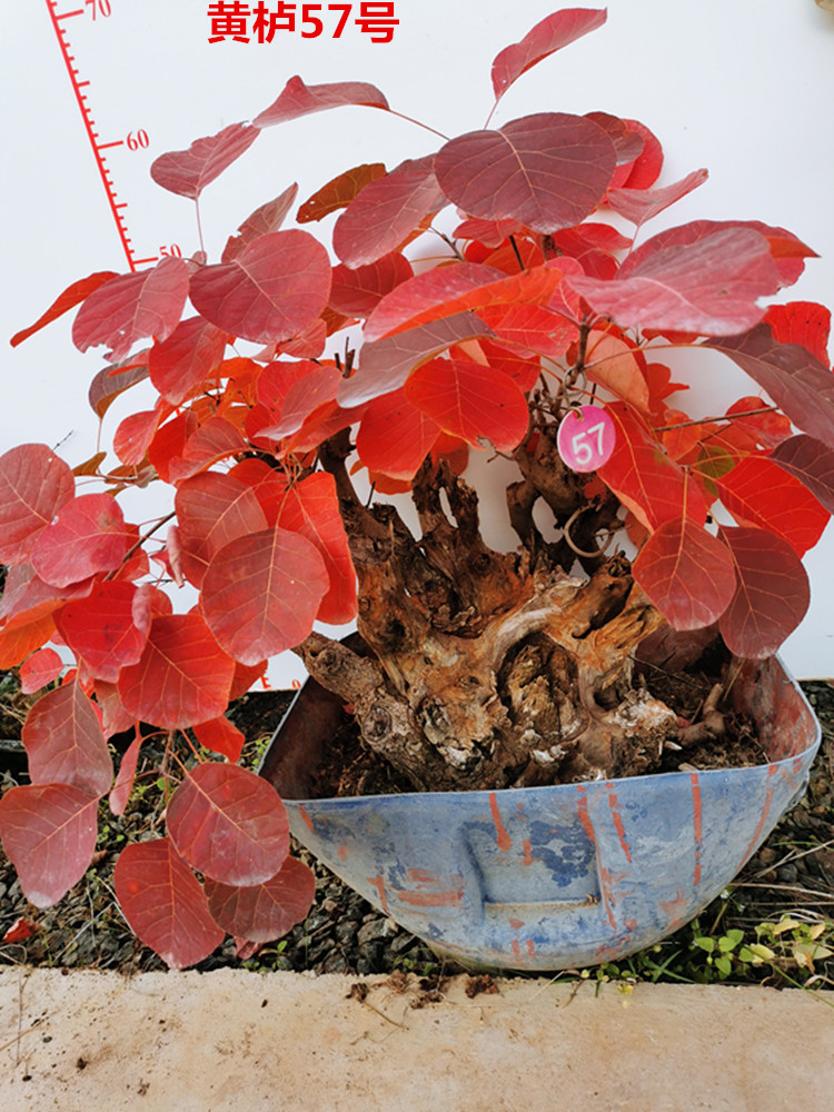 黄栌盆景老桩古怪桩熟桩热卖北京香山红叶树桩冬季耐寒实物