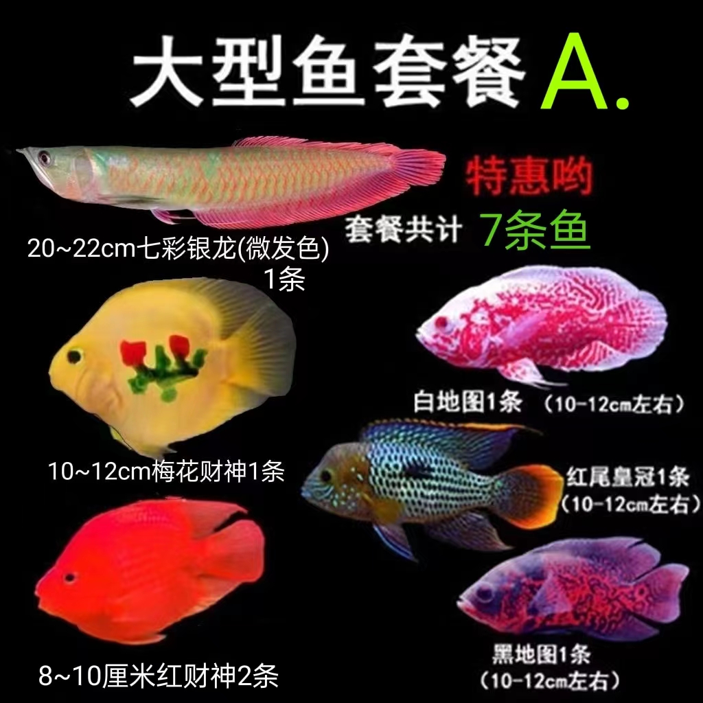 财神鱼招财鱼七彩银龙鱼玉面皇冠鱼 地图鱼鹦鹉鱼合集套餐