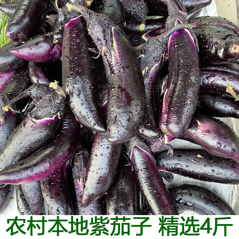 农村茄子 黑紫长线茄子 蒜茄子材料 紫茄子新鲜 现摘开锅烂