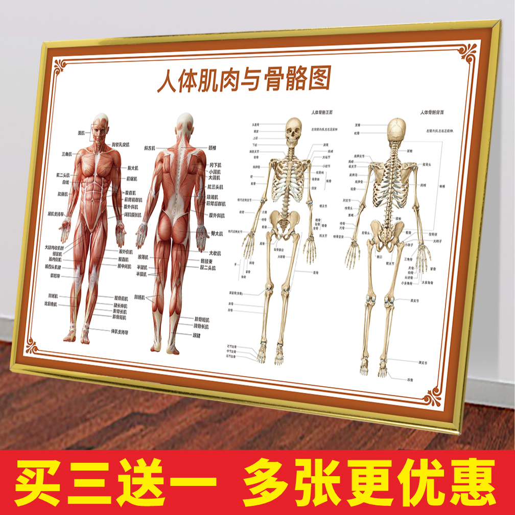 人体骨骼器官位置图