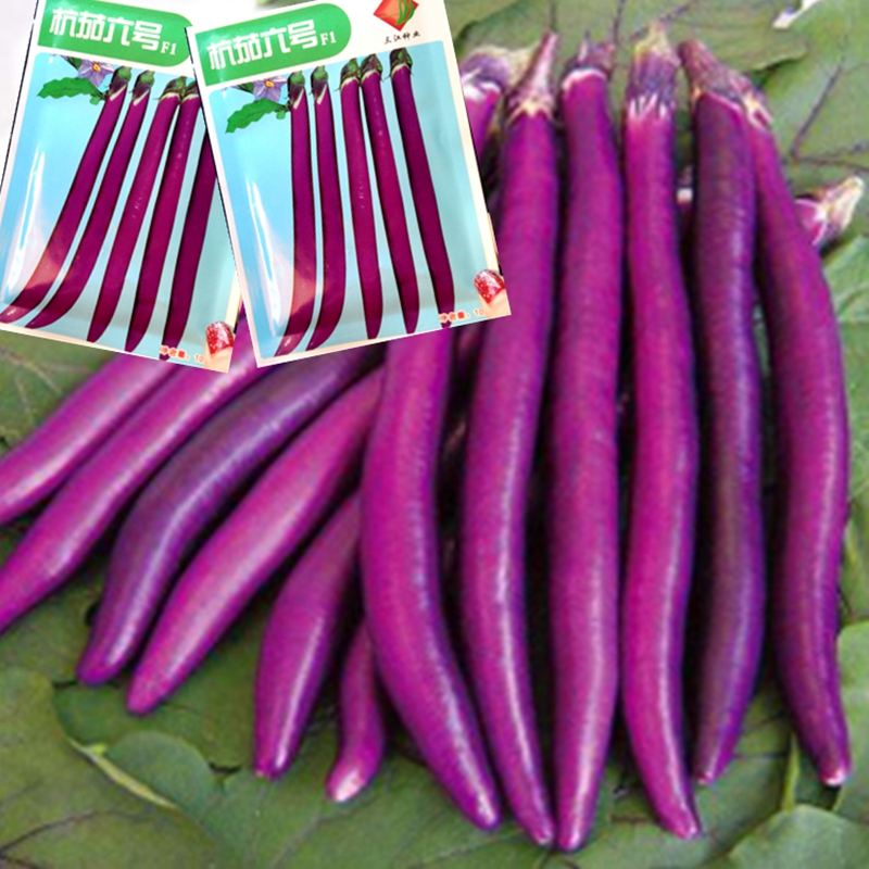 线茄种子紫线茄南方线茄品种杭茄一号杭茄六号浙茄一号紫红长