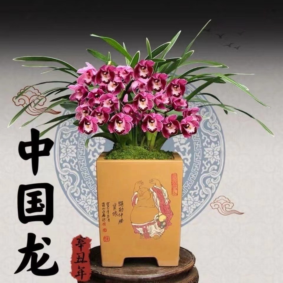 名贵高档精品【中国龙】大红色浓香花吸甲醛室内外养护花卉