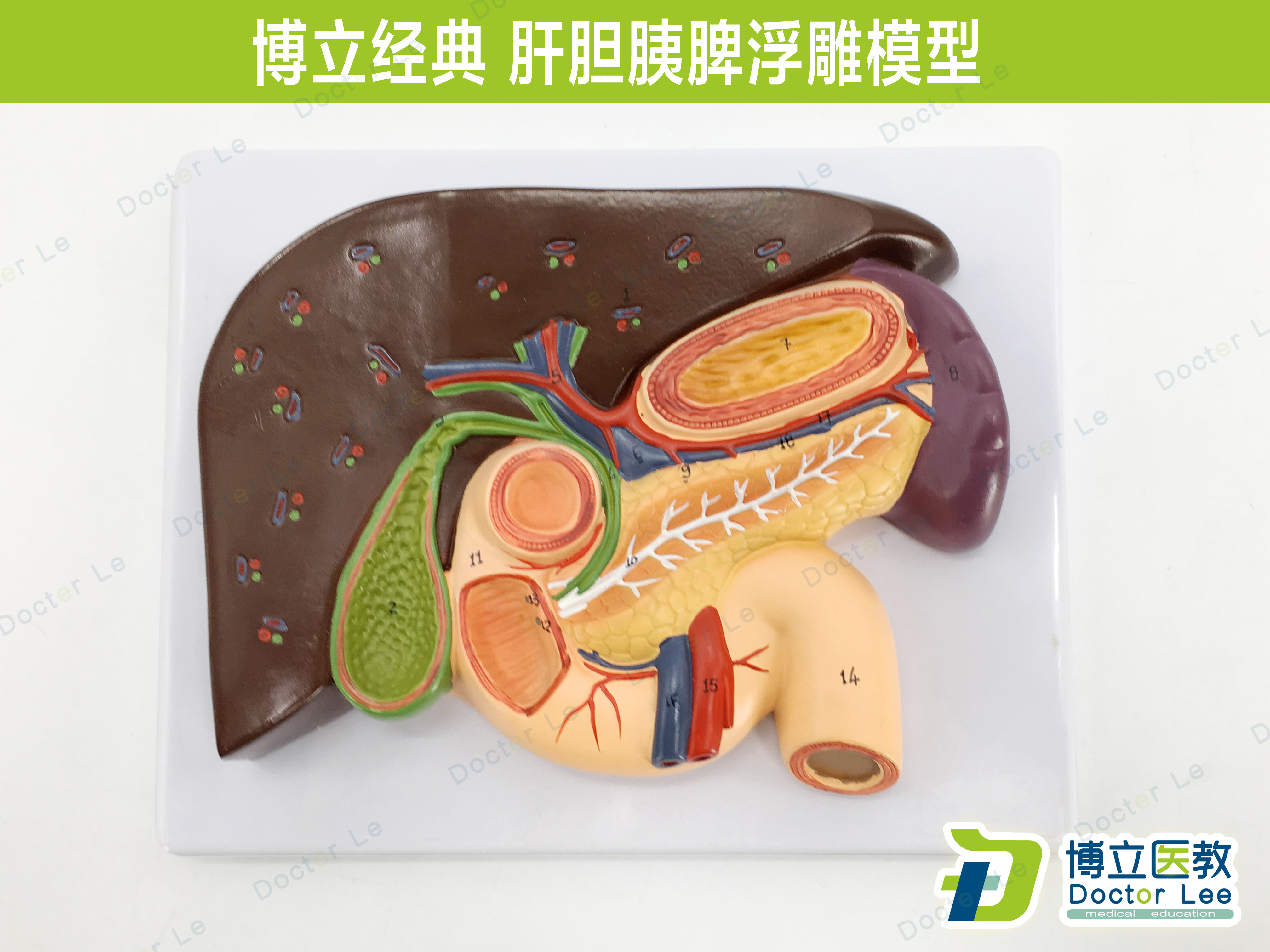 胰腺模型肝脏模型十二指肠胆结F石模型脾脏解剖模型医用