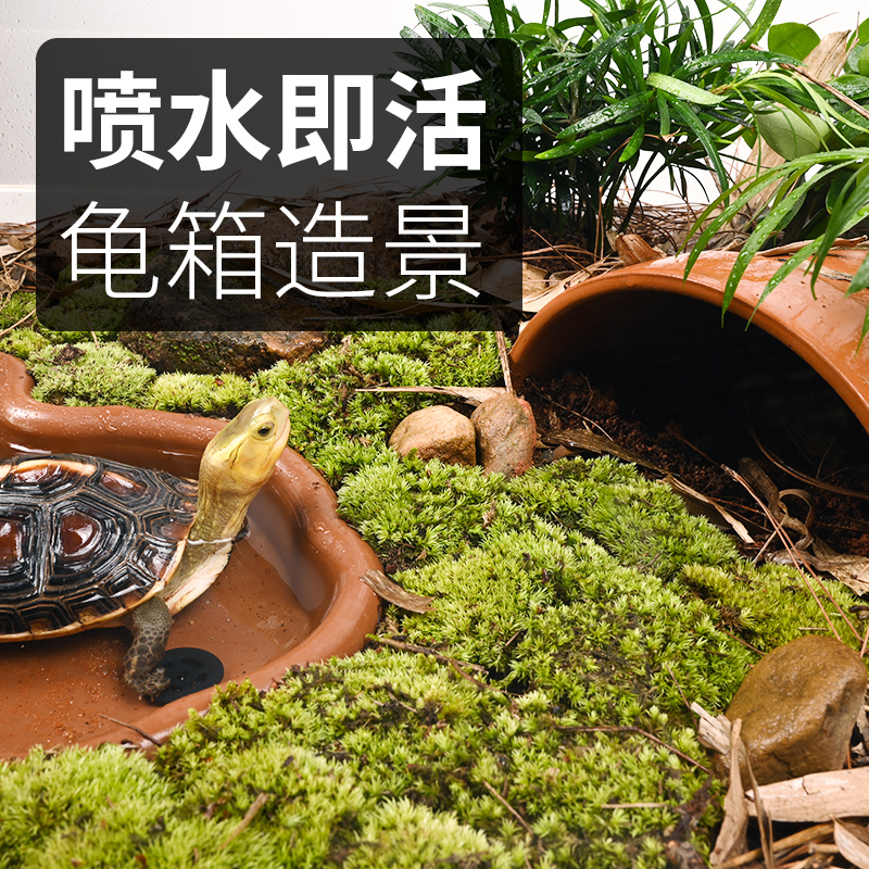 苔藓微景观乌龟水陆缸生态造景植物青苔白发藓大灰藓饲养箱绿植