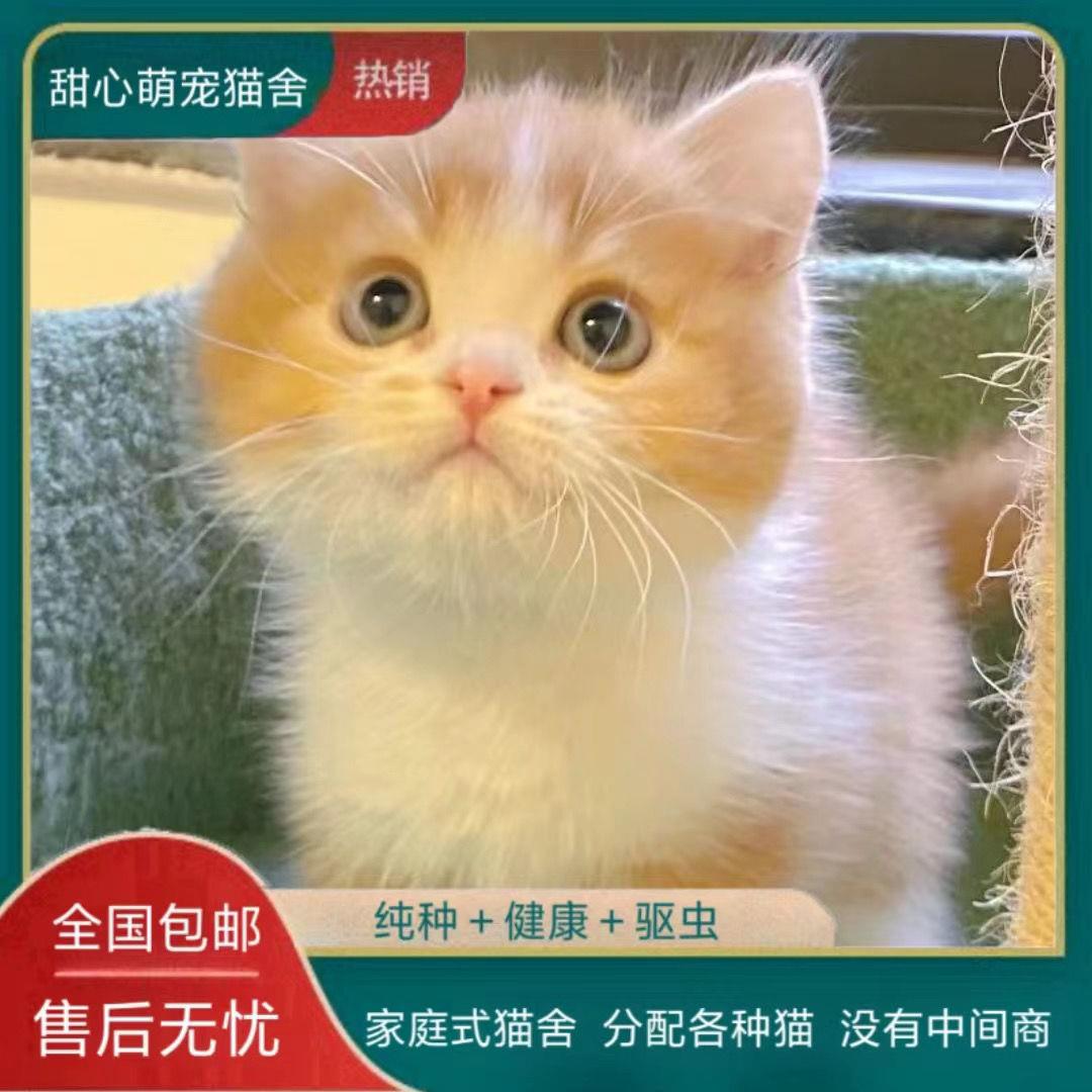 中华田园猫活物橘白猫宠物猫小猫幼猫咪奶牛猫网红三花猫黑猫白猫