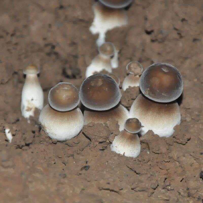 红平菇蘑菇食用菌种包菌棒玫瑰菇家庭阳台蘑菇种植菌包、