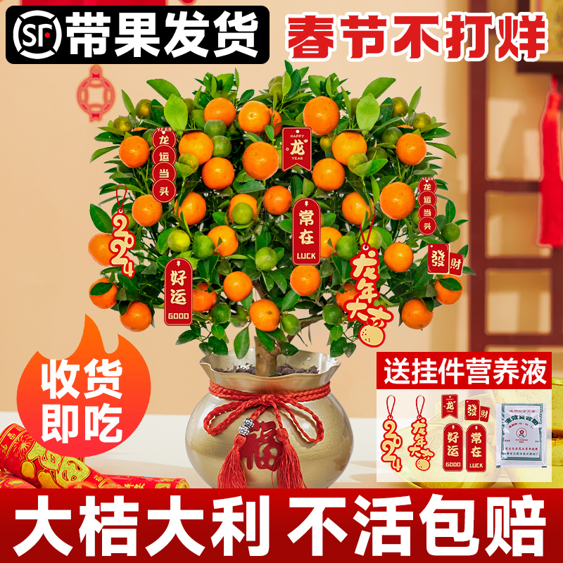四季金桔树盆栽可食用新年室内橘子果树绿植沙砂糖桔树苗带果花盆
