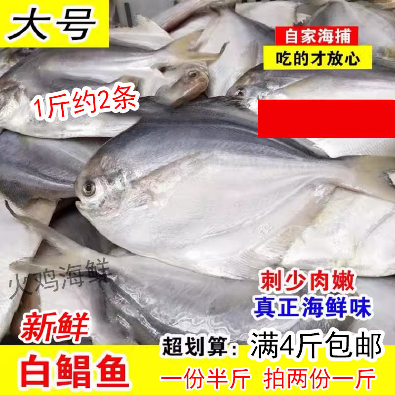 大号新鲜银鲳鱼白鲳鱼鲜活野生海鱼鲳鳊鱼平鱼约半斤一条海鲜水产