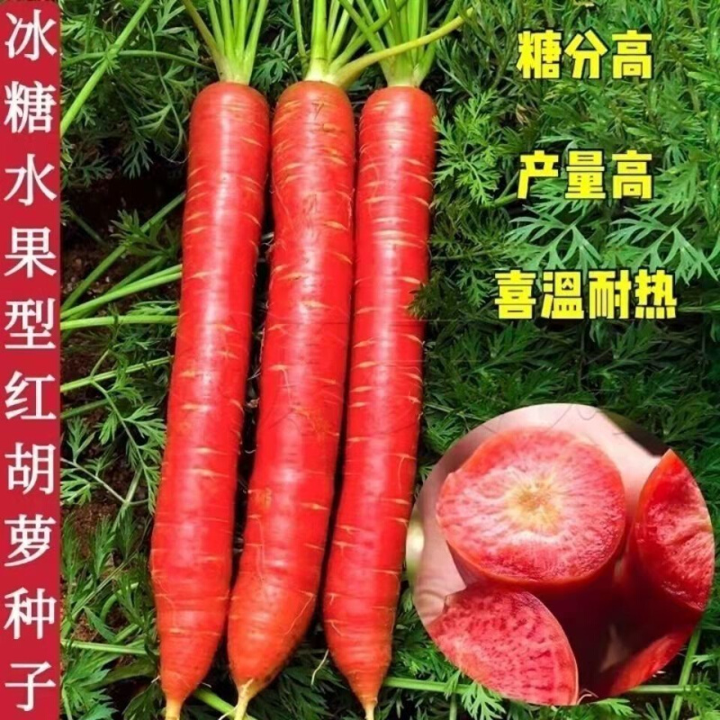 冰糖水果红色胡萝卜甜脆水一年四季种子农家果红萝卜种籽种蔬菜种