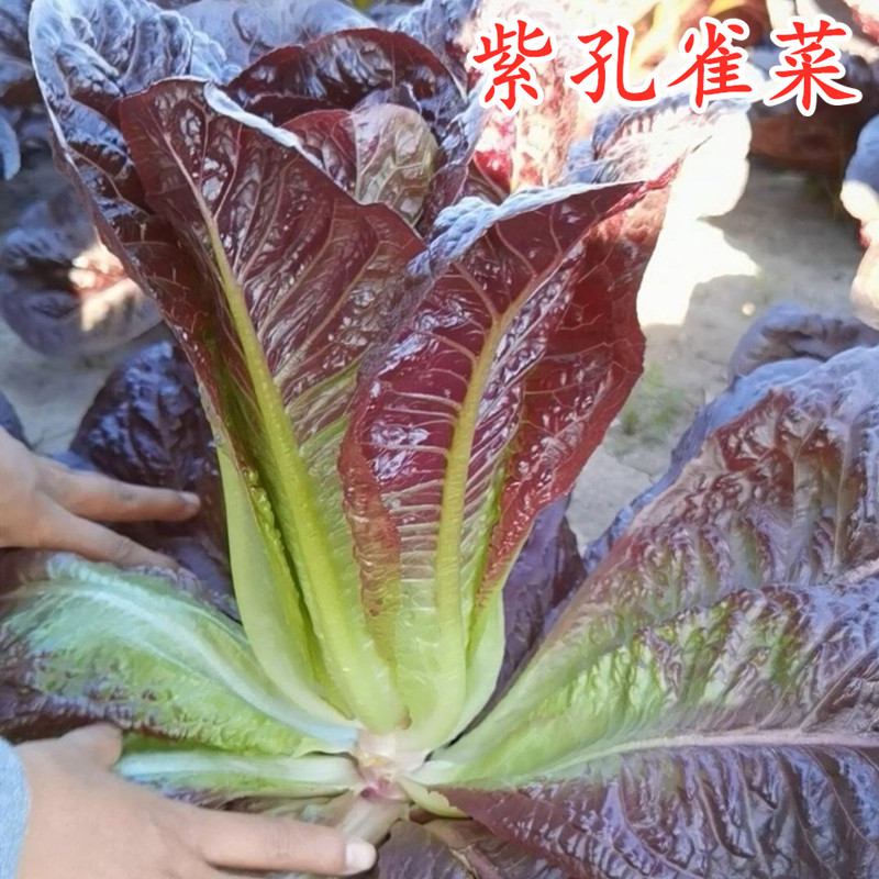 紫孔雀菜种子绿孔雀菜生菜种籽紫色油麦四季盆栽阳台特色蔬菜包邮