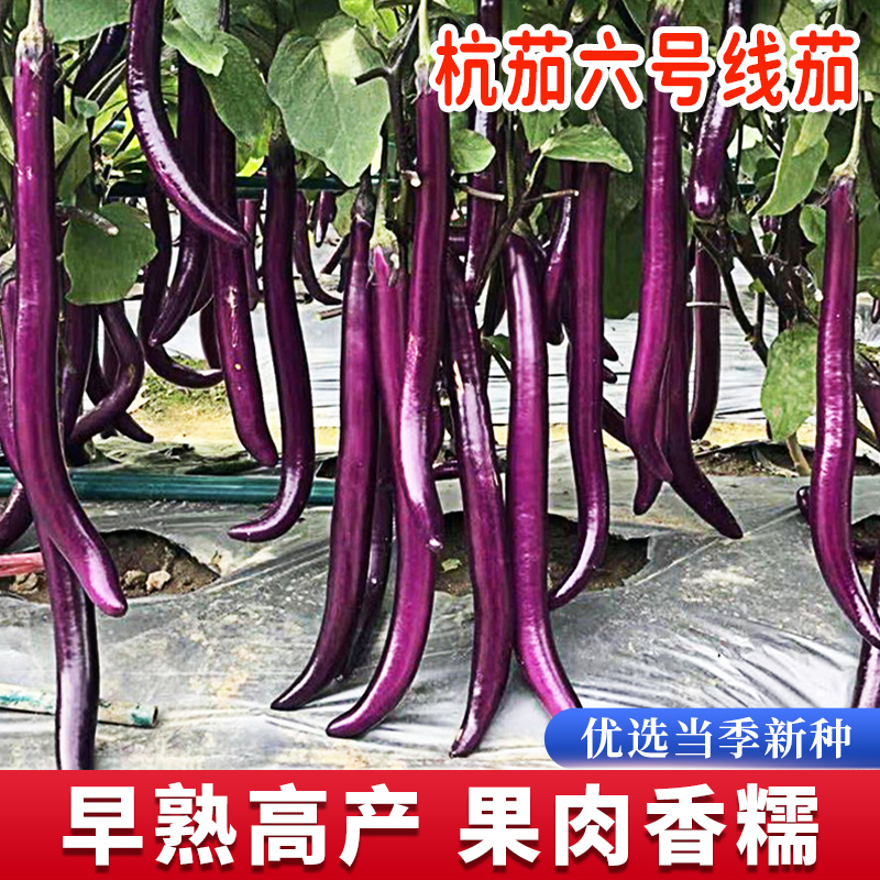紫杭茄六号线茄子种子苗高产耐旱抗病春季夏四季黑紫色长茄子种籽