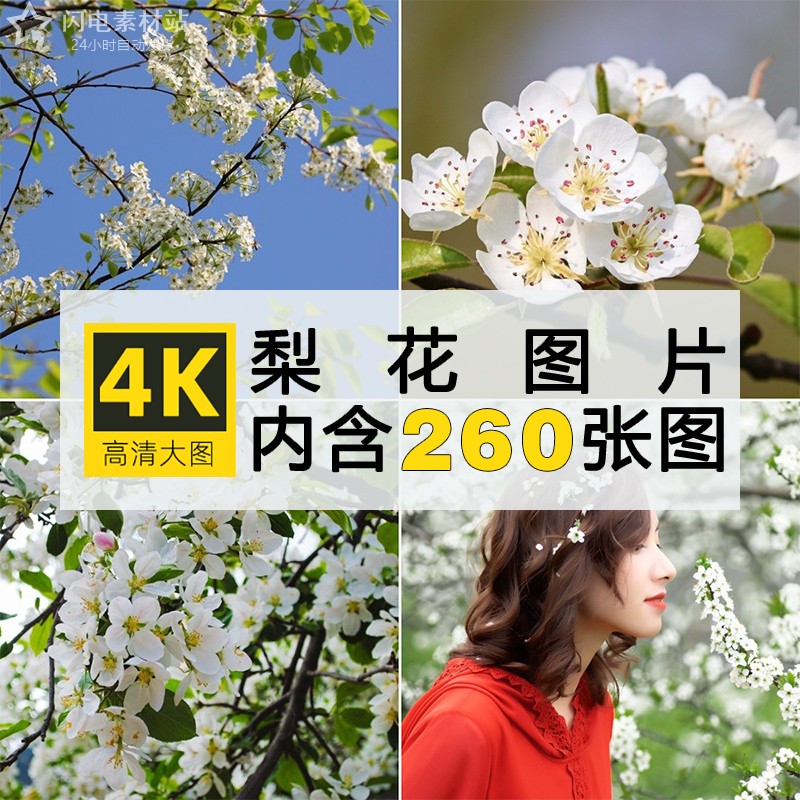 高清梨花图片白色树花植物花朵花卉摄影照片电脑手机4K壁纸ps素材