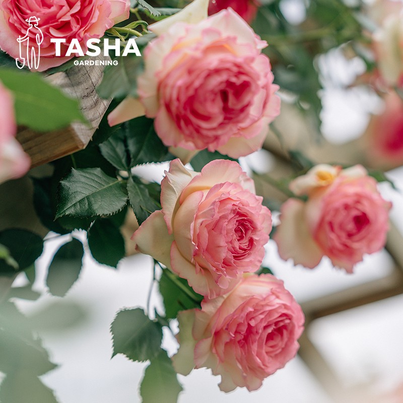 塔莎的花园月季小苗花苗果汁阳台龙沙宝石玫瑰盆栽观花植物金丝雀