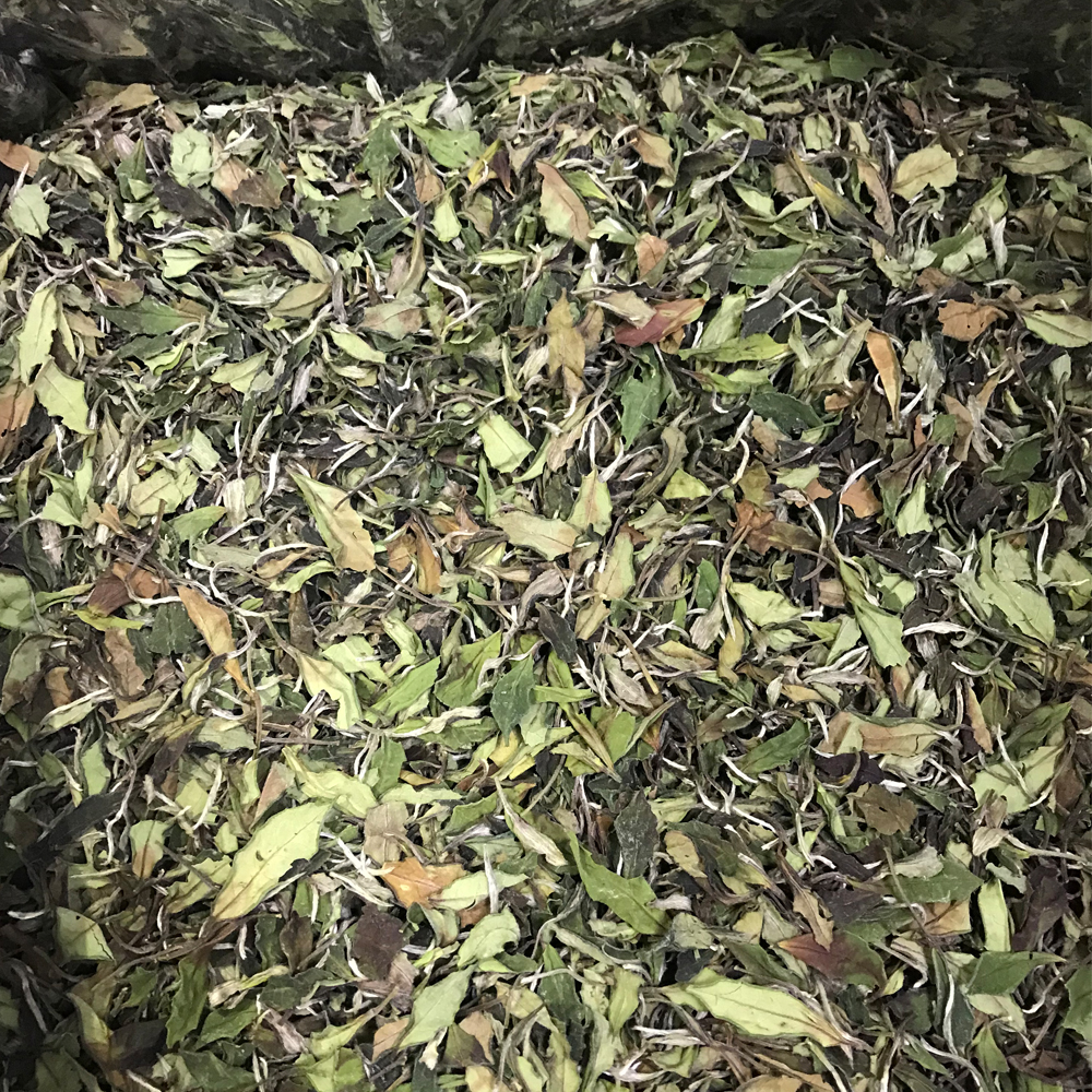福鼎白茶2021年磻溪高山梅洋茶园寒露白茶250克