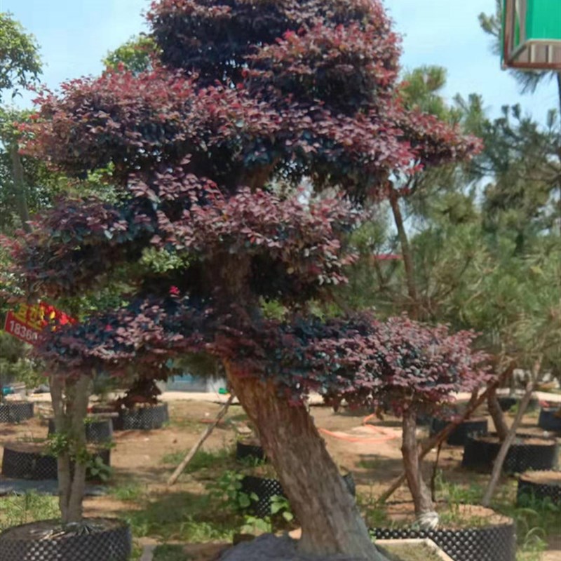 造型红檵木