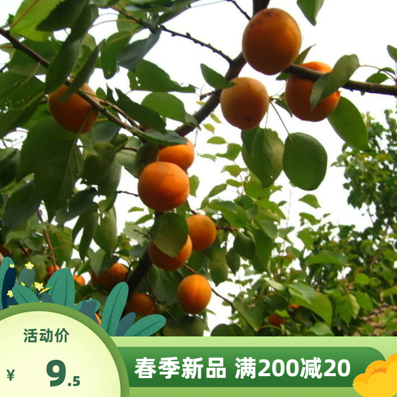 新杏子种子  果树杏树种子 杏核 家杏种子 山杏种子 山杏子籽包邮