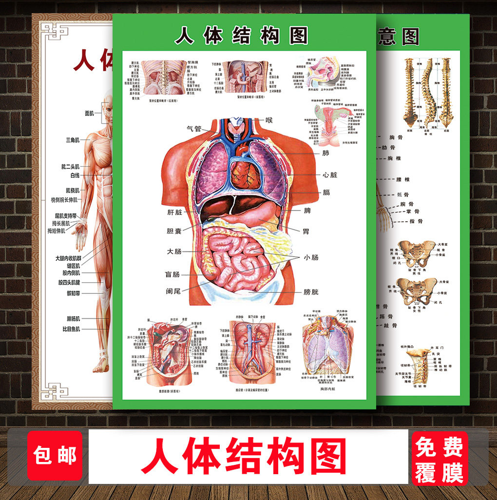 人体内脏系统心肝脾肺肾胆胃肌肉骨骼消化解剖图医院宣传海报墙贴