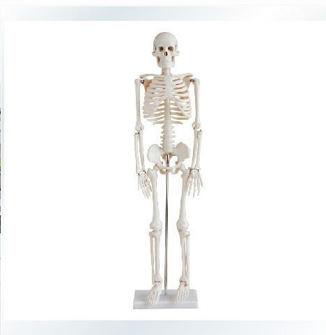 人体骨骼模型85CM人骨架人骨标本 素描美术教具