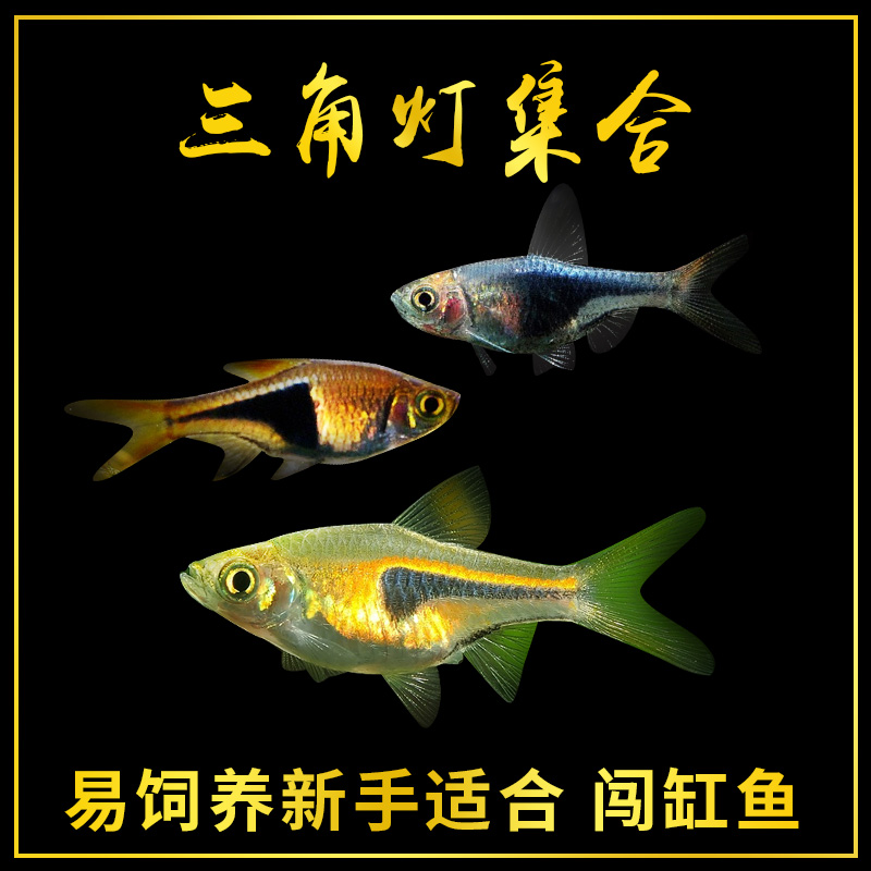 金三角灯热带鱼紫三角灯正三角灯鱼淡水鱼草缸中小型鱼群游灯科鱼
