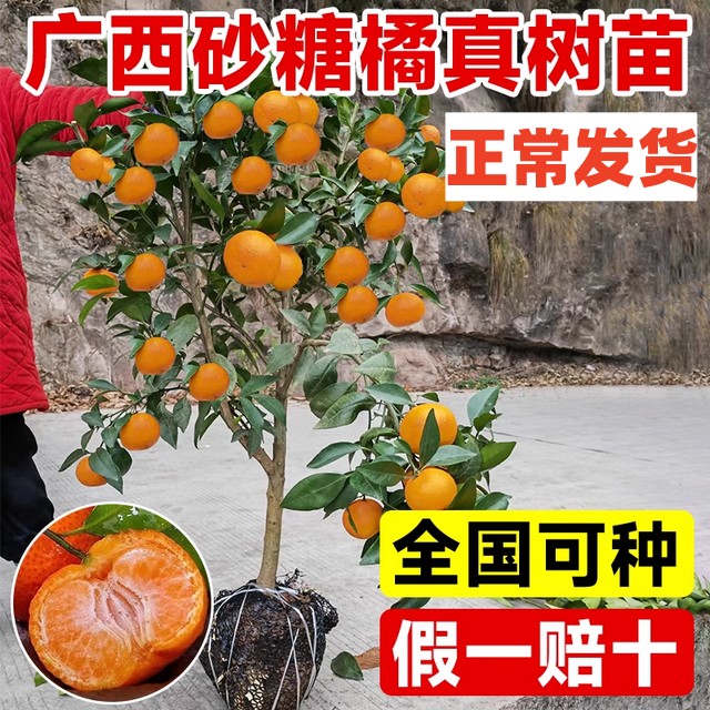 广西沙糖桔子树苗金秋砂糖橘树苗盆栽橘子树带果南北方种植柑橘苗
