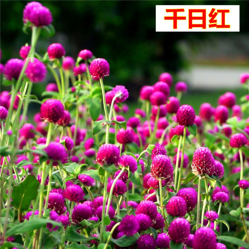 千日红种子百日红火球庭院景观绿化花卉易活草花花籽千日紫花种子