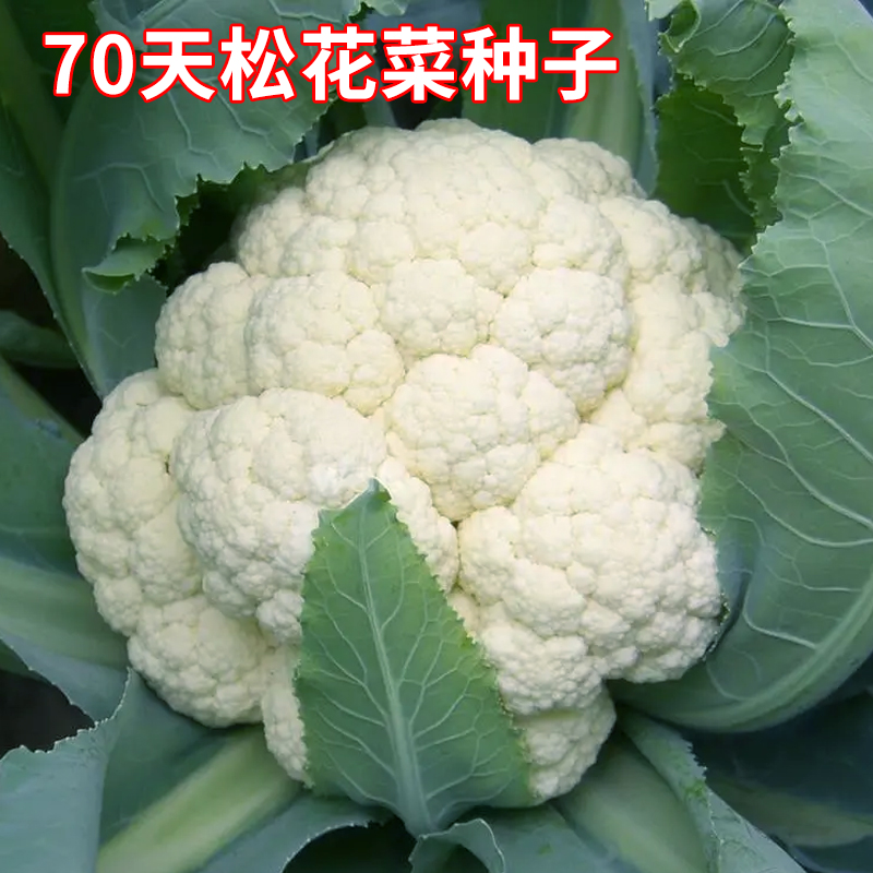 白色花椰菜