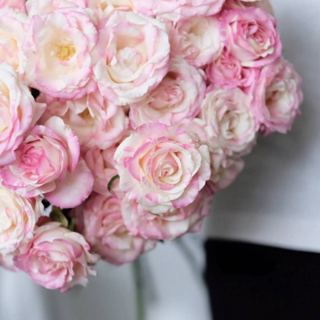 多头霓裳白双色粉色主题香奈儿小确幸苏珊娜粉钻玫瑰新鲜切花