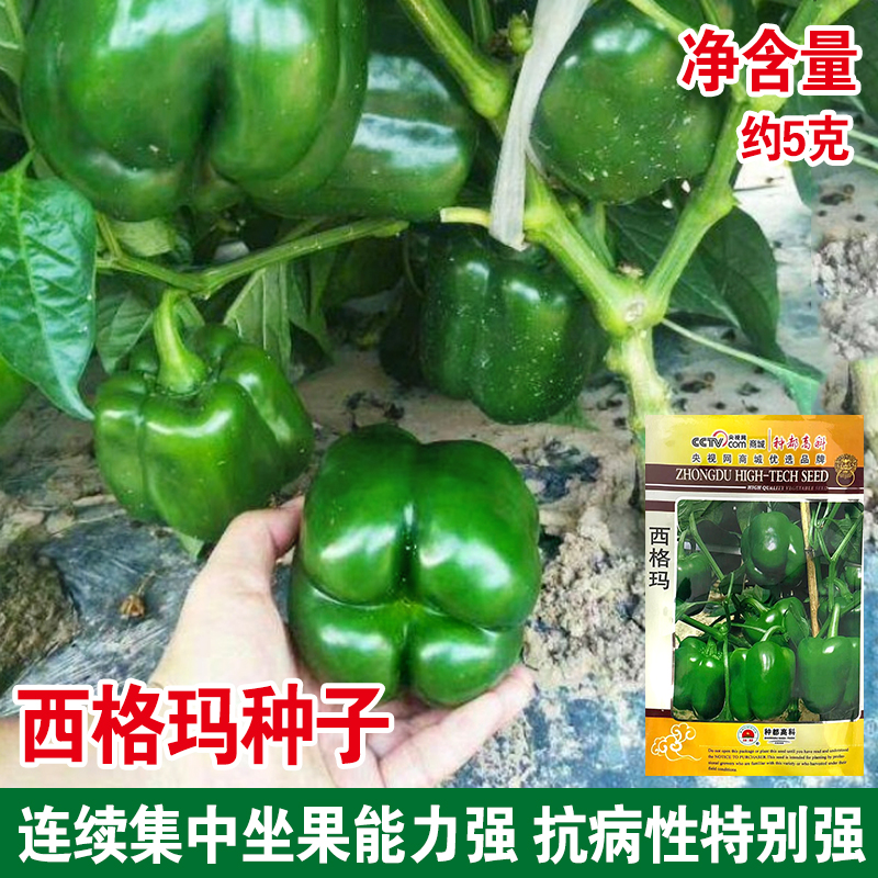 西格玛青椒种子辣椒苗甜椒种籽灯笼方椒红菜菜椒蔬菜孑高产籽种子