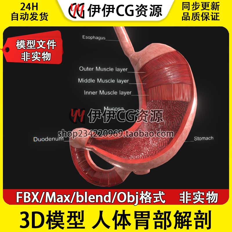 3D模型素材3Dmax文件医学结构解剖人类胃部剖面胃内部结构PBR材质