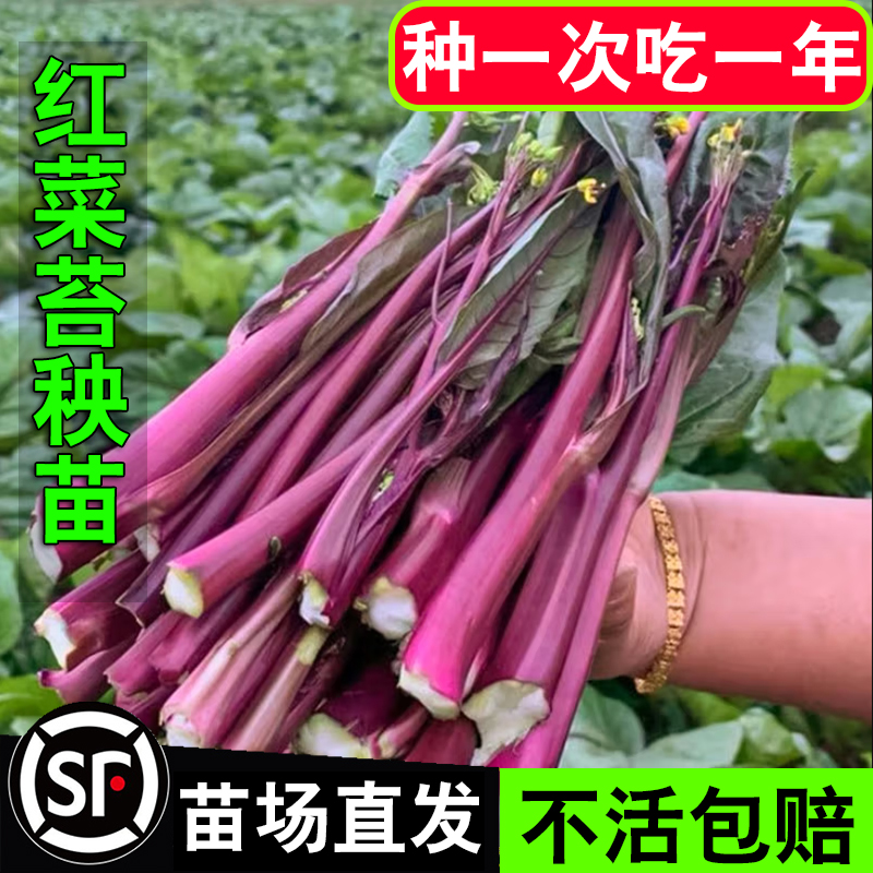 红菜苔秧苗种籽子菜心十月红紫红菜苔家庭种植四季阳台庭院易种