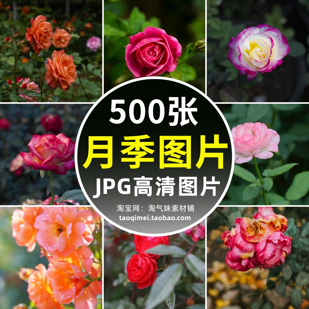 高清JPG月季图片月季花观赏花红黄粉花朵蔷薇科花卉植物摄影素材
