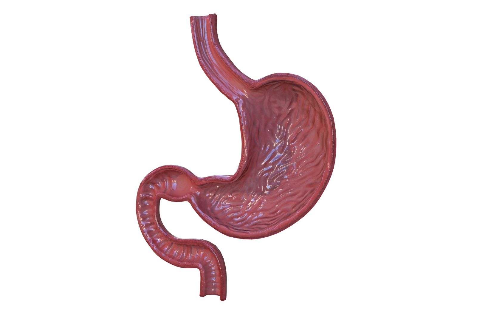 胃部 人体器官 医学解剖模型 3D三维模型 3Dmax MAYA模型 FBX模型
