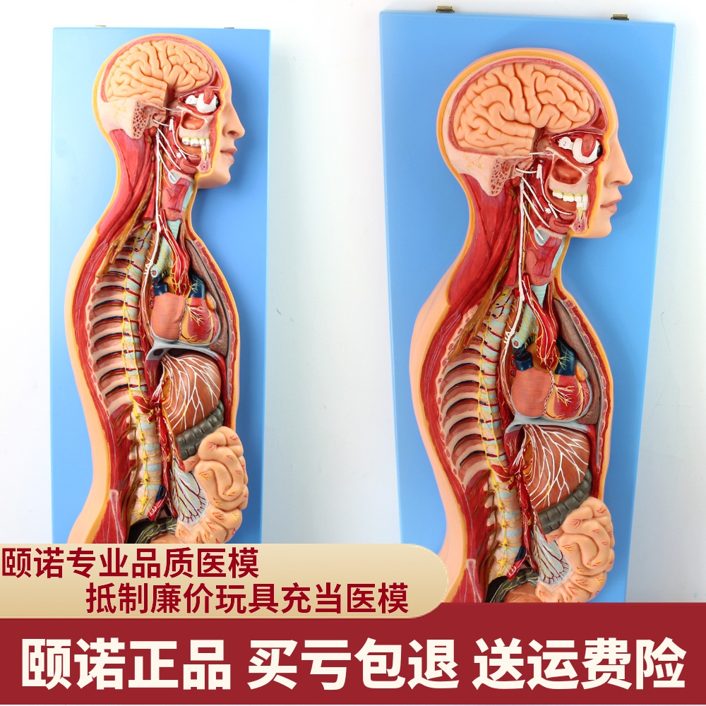 ENOVO颐诺人体神经系统解剖模型医学交感自主神经胸外科解剖教具