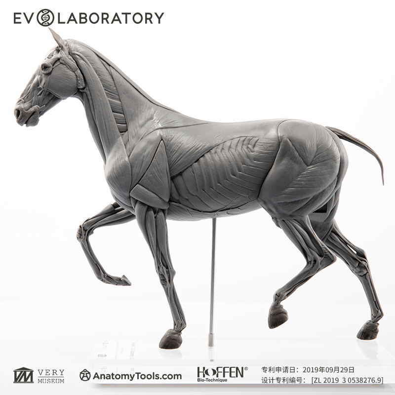 VM非常博物馆EVO肌肉解剖PVC马科教模型手办摆件美术医学教学雕塑