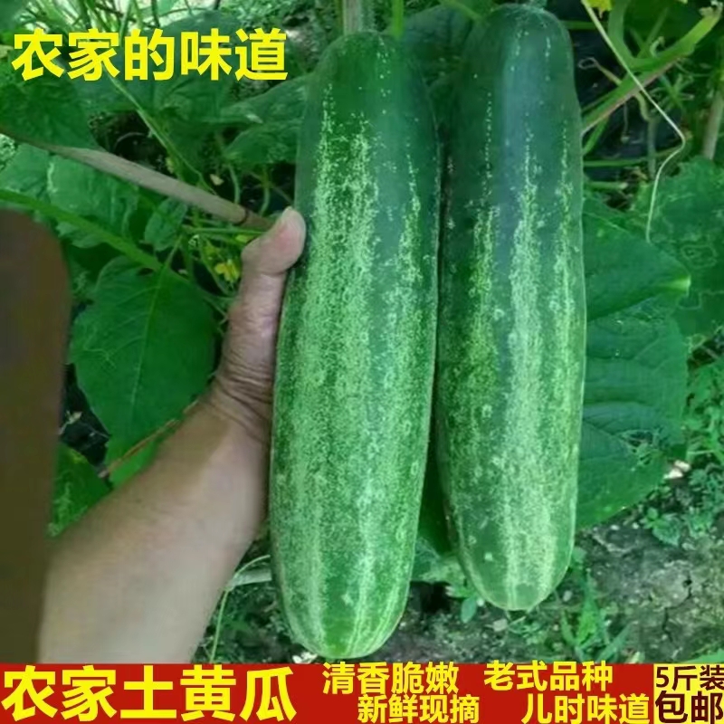 广东潮汕农家自种当季蔬菜土黄瓜生吃新鲜吊瓜青瓜有刺老黄瓜水果