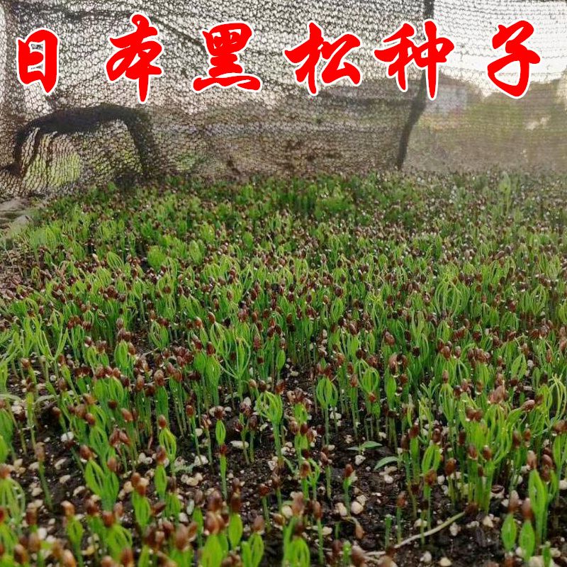 新采黑松种子日本短叶黑松树种苗可用来做盆景盆栽三河龟甲黄金寿