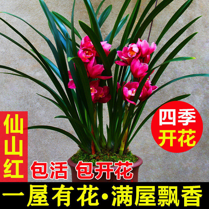 价12苗 新店开张 超香兰花 中国红 四季开花 养不死的好品种