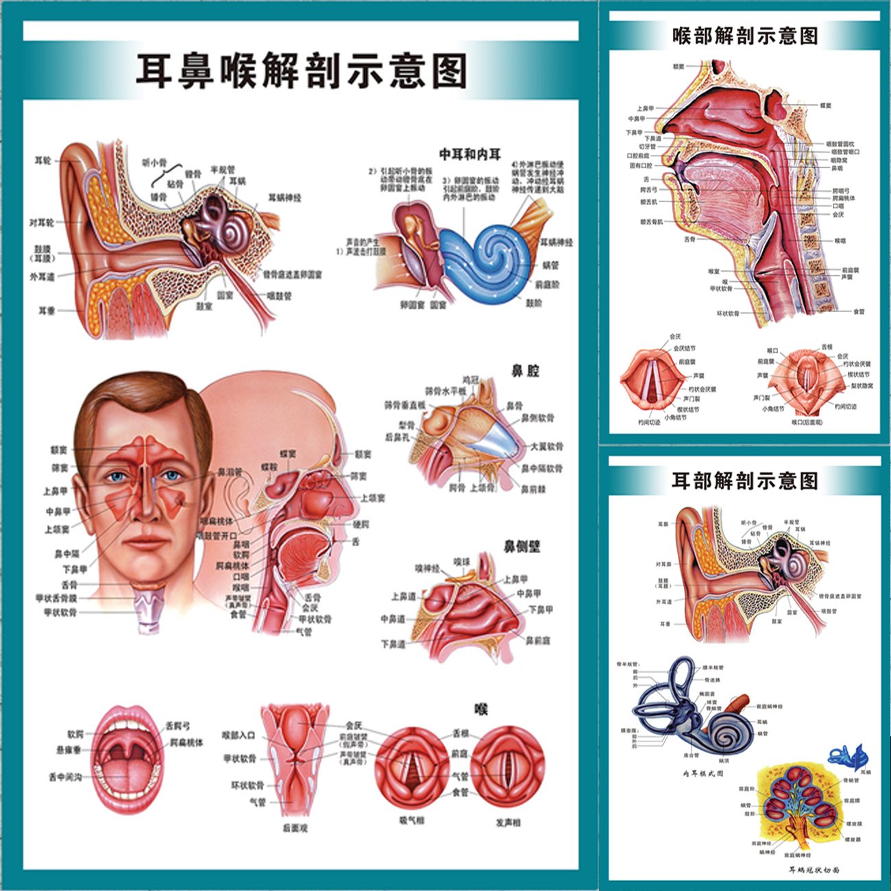 人体内脏耳鼻咽喉五官解剖疾病示意图医院穴位中医养生海报挂图贴