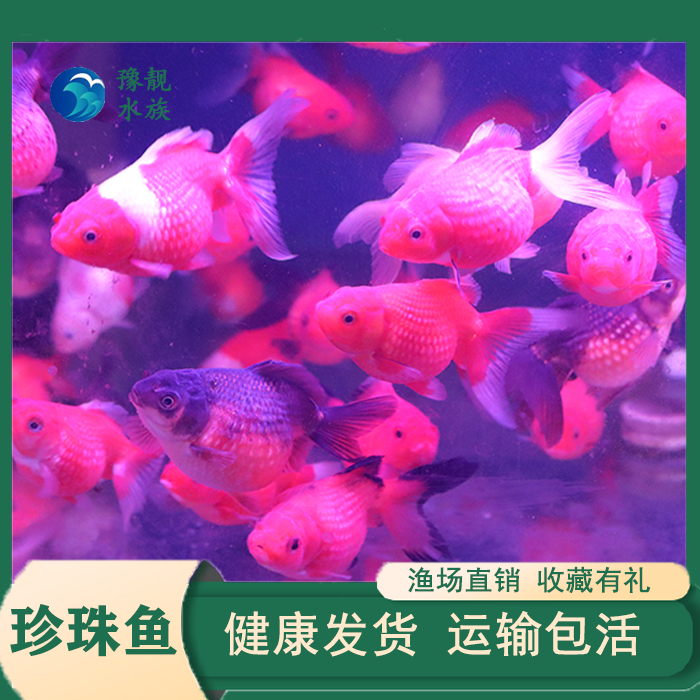 珍珠兰寿绒球水泡金鱼观赏鱼红白花色红色白色泡泡鱼宠物鱼冷水鱼