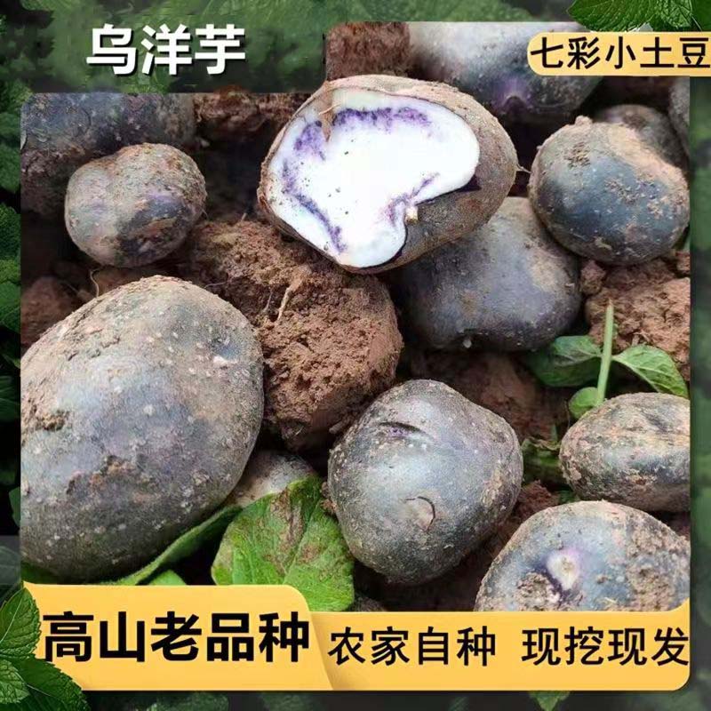 贵州特产鸡蛋大小乌洋芋七彩洋芋老品种紫皮马铃薯高山紫心小土豆