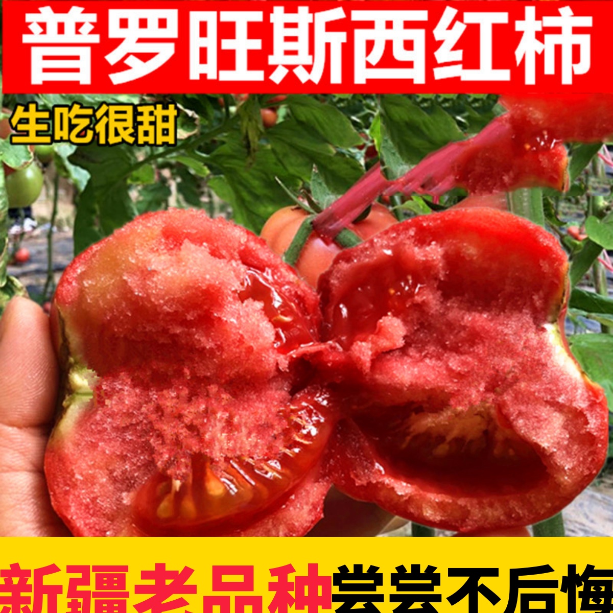 现摘新疆品种普罗旺斯沙瓤西红柿子5斤生吃新鲜蔬菜自然熟小番茄9