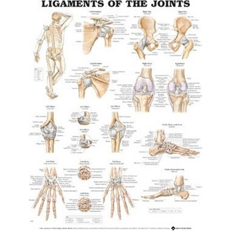 预订Ligaments of the Joints Anatomical Chart