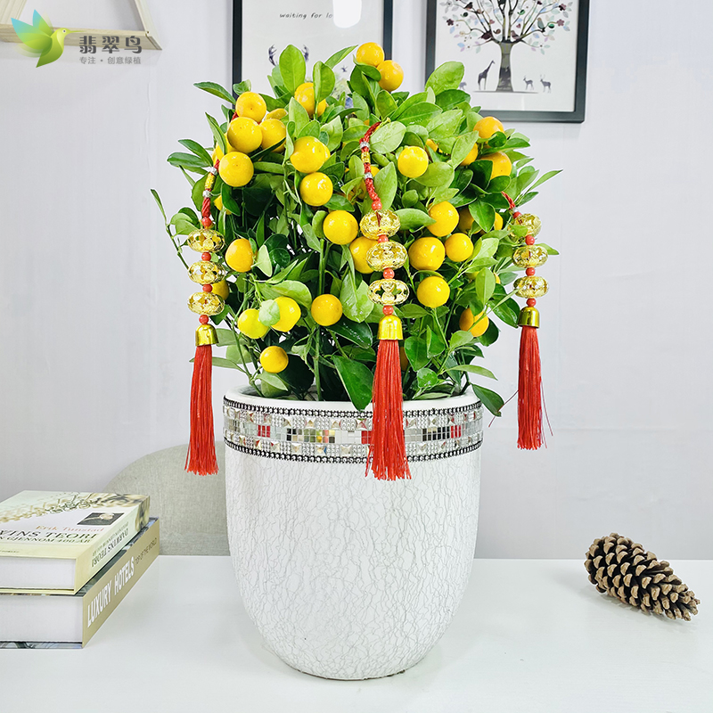 【年宵花】金桔树盆栽带果室内客厅年桔盆景过年招财植物金橘树