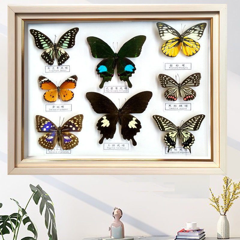 真蝴蝶标本画框昆虫立体原木色长方形相框现代简约工艺装饰件教学