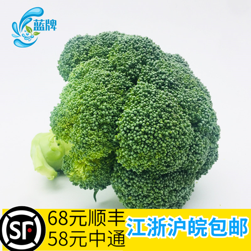 【蓝牌】西兰花新鲜 西蓝花 绿色蔬菜花椰菜 西餐摆盘500g