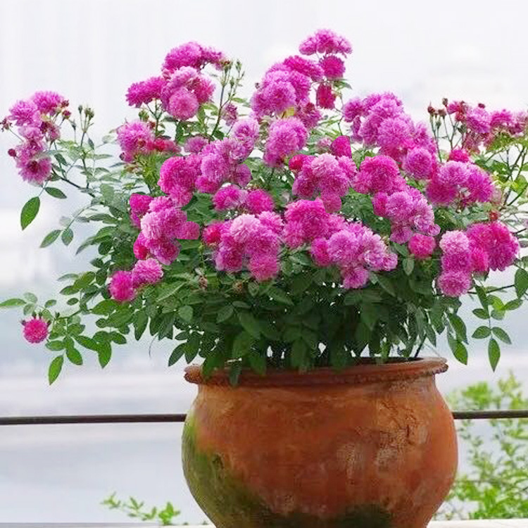 阳台浓香微型月季花大苗甜蜜马车玫瑰花盆栽植物花卉容易爆盆四季