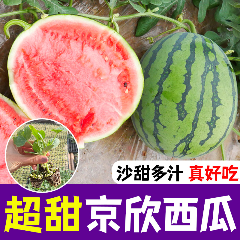 京欣西瓜苗特大薄皮早熟超甜西瓜种子四季庭院易种水果种子