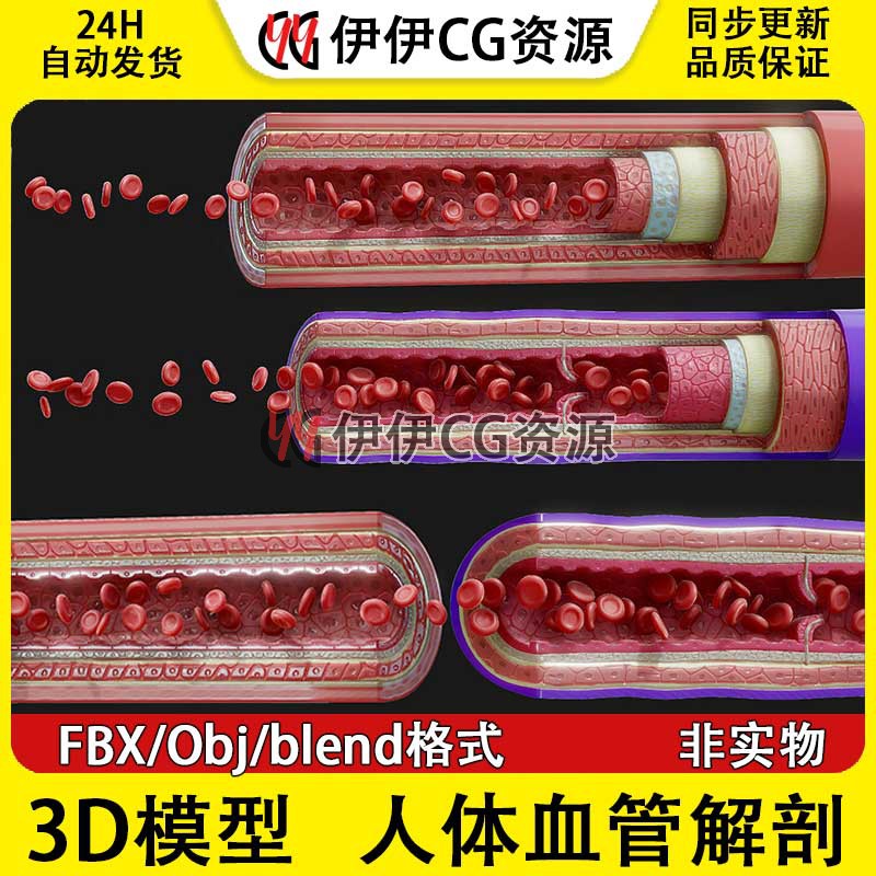 3D模型FBX医学模型人体血管解剖结构红细胞PBR材质血小板动脉静脉